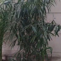 گل طبیعی
