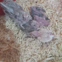 جوجه عروس سرلاکی|پرنده|شهرکرد, |دیوار