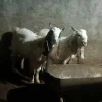 بزغاله نر پاکستانی