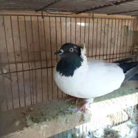 کبوتر پرشی کاشونی