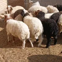 فروش ۱۵ راس بره عربی صادراتی نر