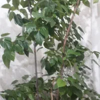 گل خانگی|گل و گیاه طبیعی|اردبیل, |دیوار