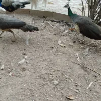 3عدد طاووس از لانه اش فرار کرده