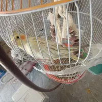 یک جفتعروس وچهارتاتخم یک جوجه شیش ماهه جفت مرغ عشق