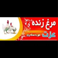 کارگر مغازه مرغ زنده فروشی