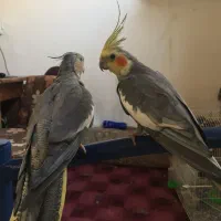 جفت عروس هلندی دستی و مولد