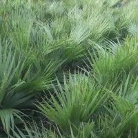 پالم|گل و گیاه طبیعی|آستارا, |دیوار