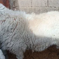 قوچ مری اصل|حیوانات مزرعه|جزنیک, |دیوار