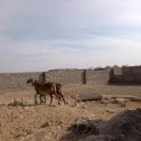 بره چینی|حیوانات مزرعه|زیرکوه, |دیوار