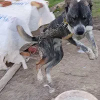 سگ سرابی
