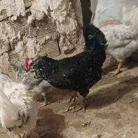 مرغ گلین|حیوانات مزرعه|کرمانشاه, |دیوار