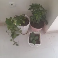 گل طبیعی با استند