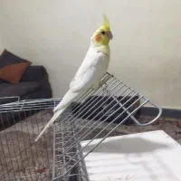 دوعدد عروس هلندی نر و ماده با قفس به فروش می رسد