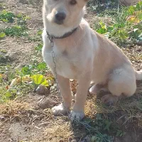 واگذاری سگ لابرادور