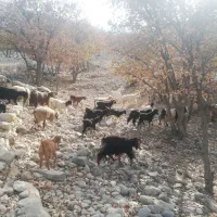 باسلام فروش 20 راس کهره نرگله ای|حیوانات مزرعه|کازرون, |دیوار