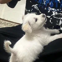 واگذاری سگ شیتزو