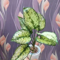 گل آگلونما برفی قاشقی افوربیا سانسوریا سینگونیوم|گل و گیاه طبیعی|تهران, صادقیه|دیوار