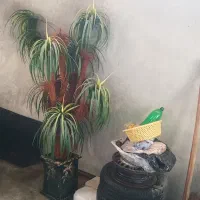 درختچه مصنوعی|گل مصنوعی|امیدیه, |دیوار