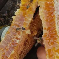 عکس طبیعی کوهی|خوردنی و آشامیدنی|بختگان, |دیوار