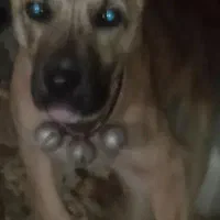 توله سگ نژادار