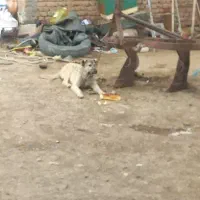 توله سرابی اصل اصل