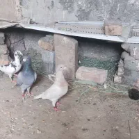 کفتر