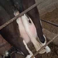 گوساله گاو شیری