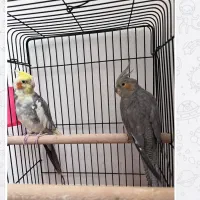 عرمس هلندی جفت