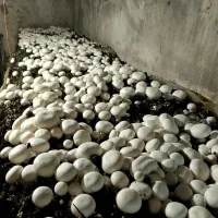 فروش قارچ دکمهای درجه یک ودو|خوردنی و آشامیدنی|فریمان, |دیوار