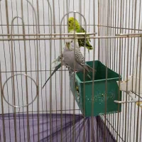 مرغ عشق نر و ماده