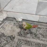 طوطی گرینچیک  دستی و مرغ عشق  دستی|پرنده|خواف, |دیوار