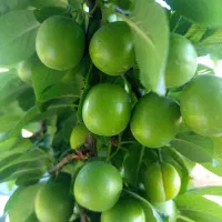 باکیفیترین نهال های موجود درایران از یک تاپنج ساله|خدمات باغبانی و درختکاری|ارومیه, |دیوار