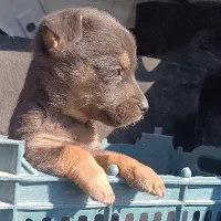 پاپی کوچولوهای چشم آبی