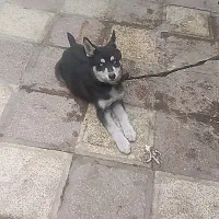 سگ هاسکی پیداشده|حیوانات|مشهد, ترمینال|دیوار