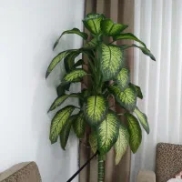 گل دیفین باخیا