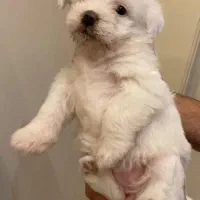 واگذاری ۲عدد سگ تریر نر وماده باهم|سگ|رشت, منظریه|دیوار