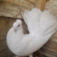 کبوتر دم چتری کاکل پاپر|پرنده|شیراز, شهرک قمشه|دیوار