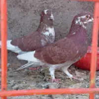 سرخ پرشی کاکلی