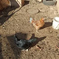 2عددغاز محلی 2تا مرغ لاری|حیوانات مزرعه|دشتابی, |دیوار