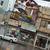 سهره امسالی مست خون کاکل گیر