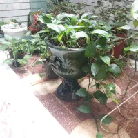 سه عدد گلدان بزرگ پتوس تمیزنونوهفتصدوپنجاه