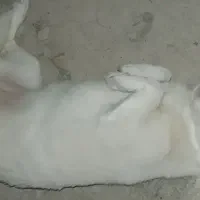 یک قلاده سگ