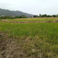 فروش زمین زراعی