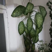 گل دیفن و شفلرا