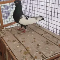 کبوتر|حیوانات|ایلام, |دیوار