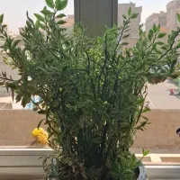 دو گلدان بسیار زیبا و سالم با گلدان سرامیکی|گل و گیاه طبیعی|ری, دولت‌آباد|دیوار