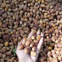 فروش خرما قصر|عمدهفروشی|سرپل ذهاب, |دیوار