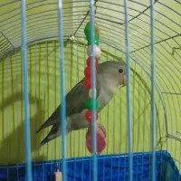 طوطی کوتوله برزیلی رنگ خاص