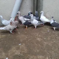 کفتر رنگه المانی زردو سرخ