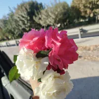 کارت ماشین گمشده